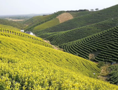 筑十里茶谷,建万亩茶园