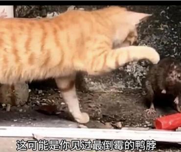 短视频平台上，《猫和老鼠》迎来第二春